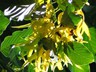 ylang-ylang
